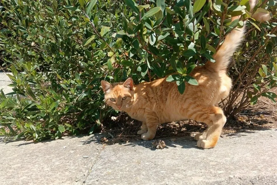 Она не видела кота 12 лет. Потом раздался звонок